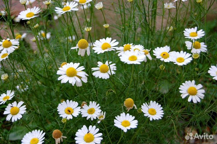 Ромашка Кэнди