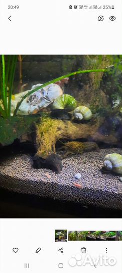 Аквариумные раки