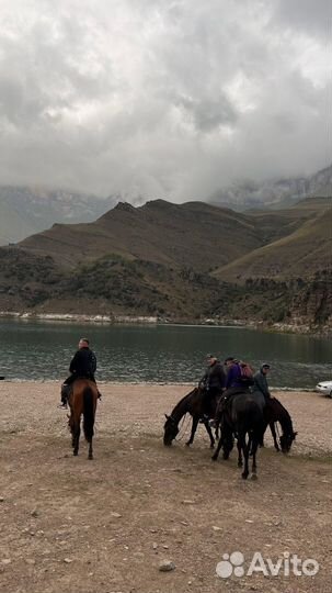 Конные прогулки в Приэльбрусье