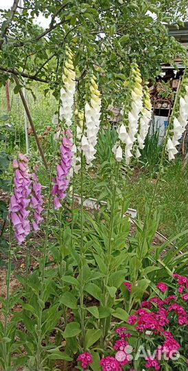 Наперстянка ядовитая (рассада)