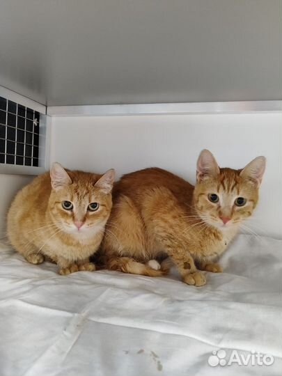 Кошка в дар