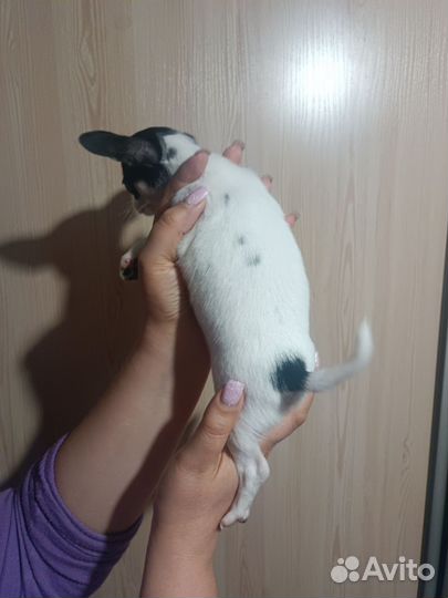 Щенки чихуахуа мини девочки