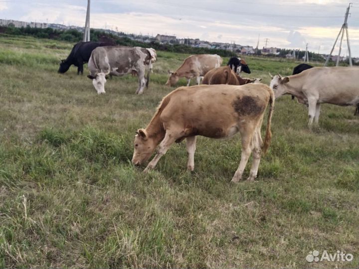 Корова телка