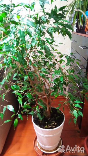 Фикус Бенджамина большой