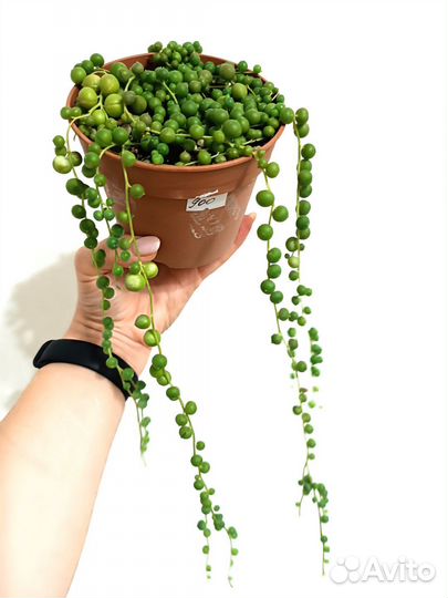 Крестовник роули,роули вариегатный