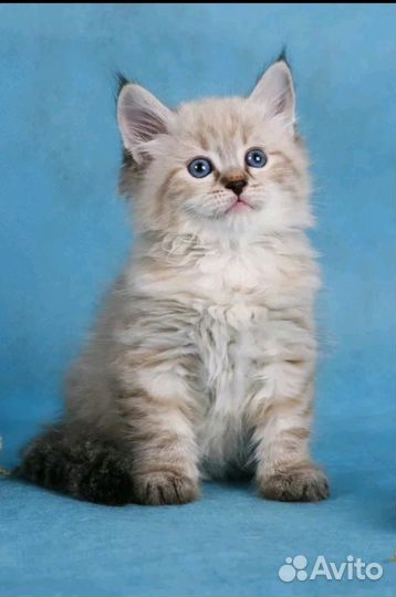 Котятки