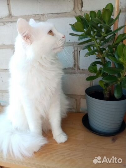 Отдам кота в добрые руки