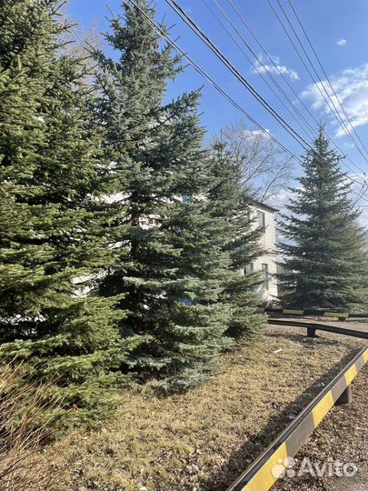 Ель голубая крупномер