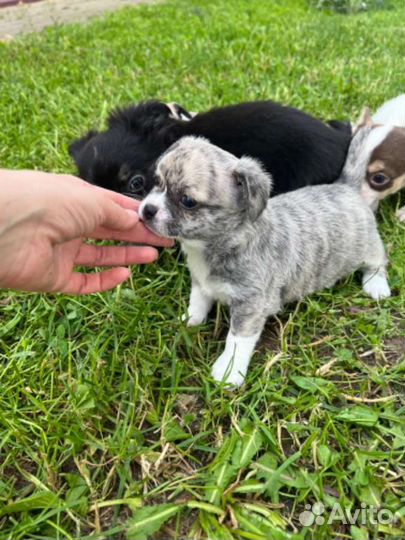 Щенки чихуахуа большой выбор окрасов