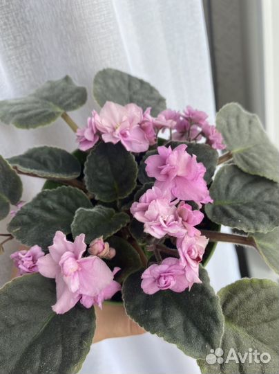 Фиалка на заказ розеточки-стартеры