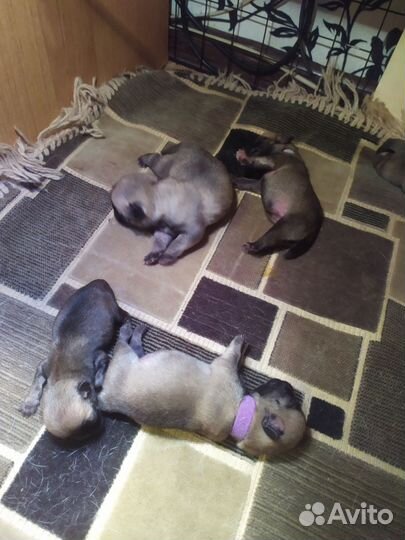 Щенки мопса