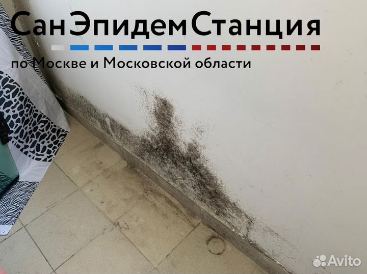 Удаление грибка и плесени, плесневых спор