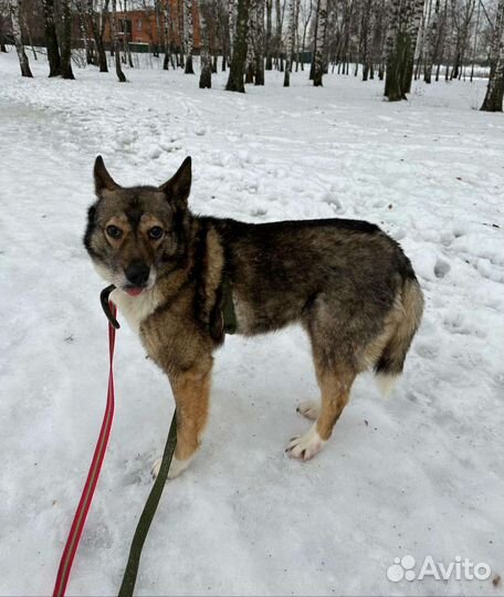 Стоп. Найдена идеальная собака для Вашей семьи