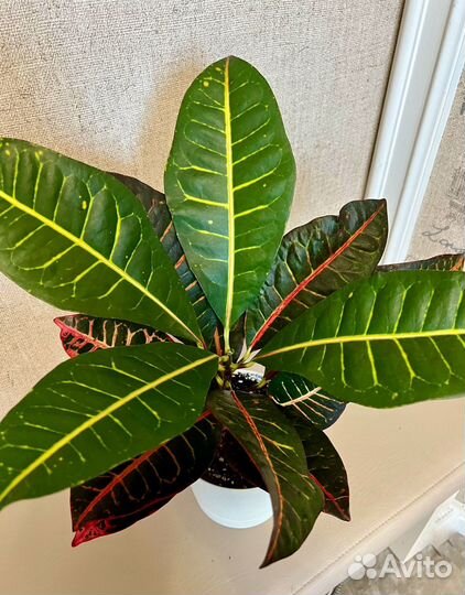 Кротон петра