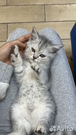 Британские котята