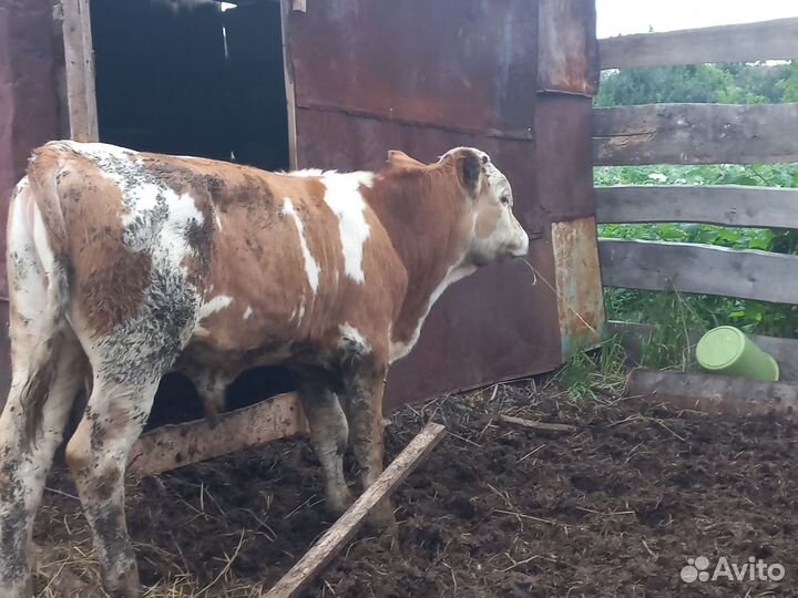 Бычки и быки