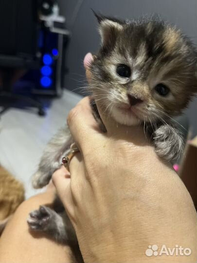 Котята мейкун