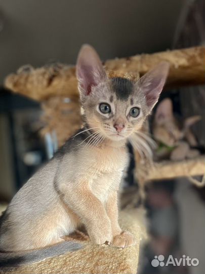 Абиссинский кот голубого окраса