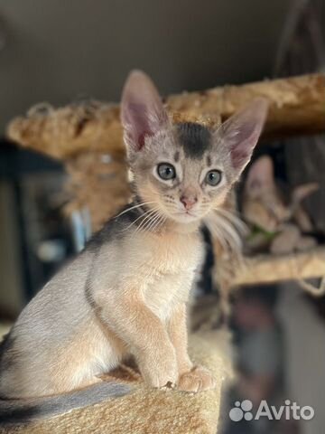 Абиссинский кот голубого окраса