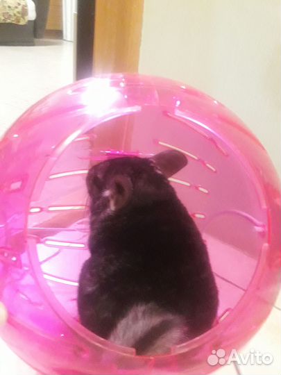 Прогулочный шар на подставке d 25 см для грызунов