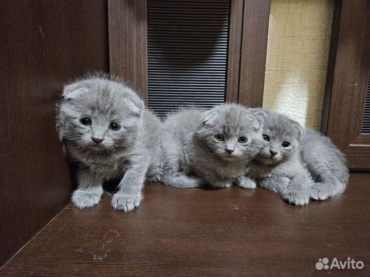 Британские вислоухие котята