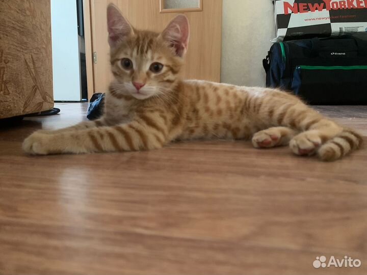 Котенок в добрые ручки