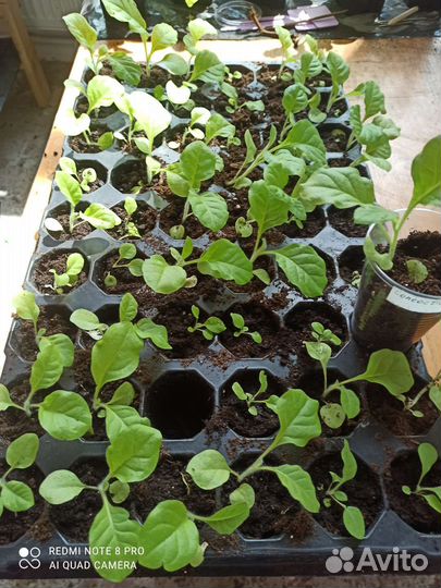 Табак курительный рассада