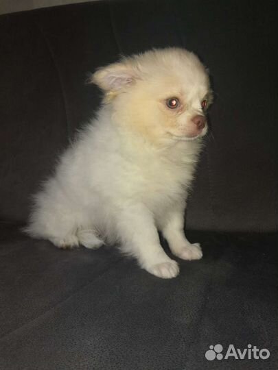 Щенки чихуахуа