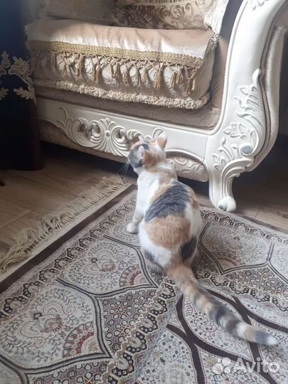 Кошка в дар бесплатно