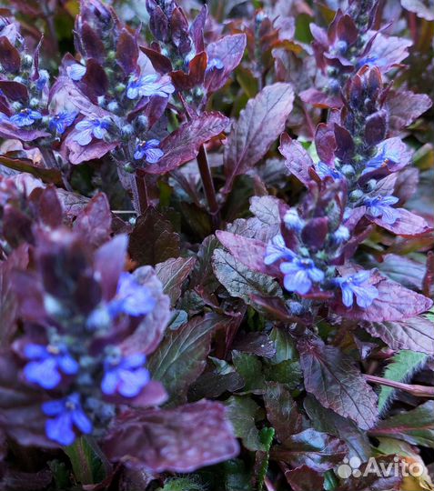 Живучка ползучая Black Scallop