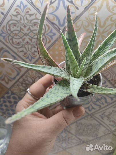 Алоэ Рауха(и) сноуфлейк,Дэлета — Aloe delaetii