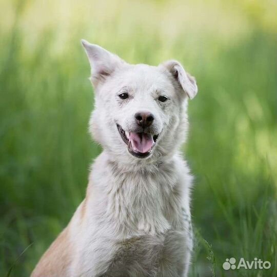 Собака Волга, 1 год, игривая и контактная