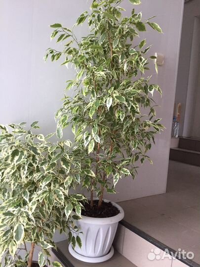 Фикус Бенджамина