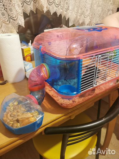 Хомяк с клеткой