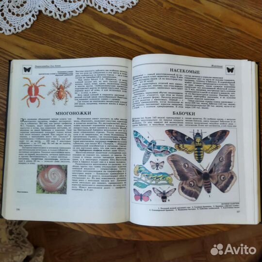 Энциклопедия для детей