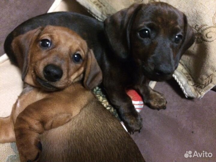 Вязка. Такса мини. Кобель тигровый