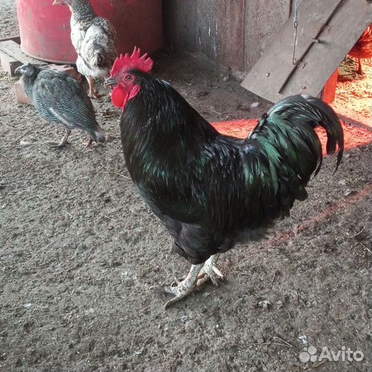 Куры петухи