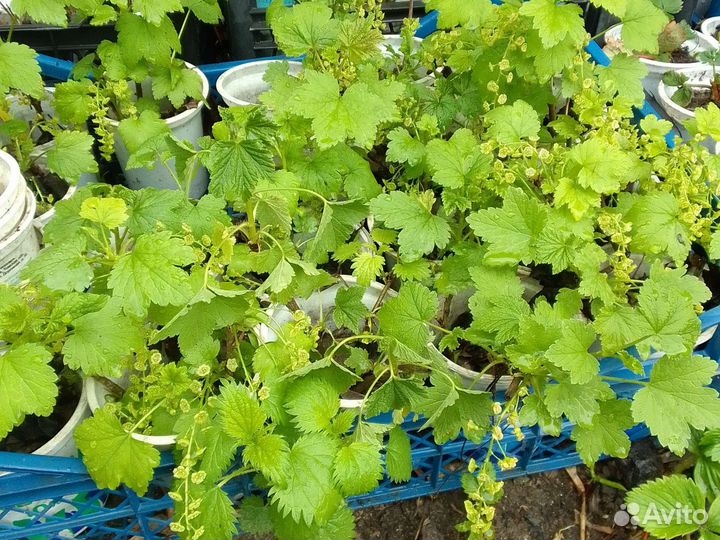 Розовая смородина