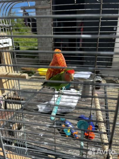 Волнистый попугай и неразлучники