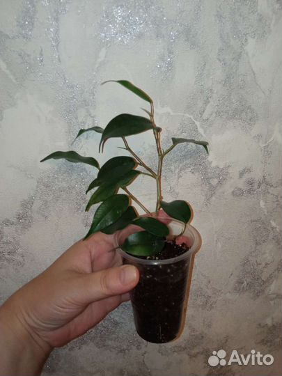 Фикус наташа черенок