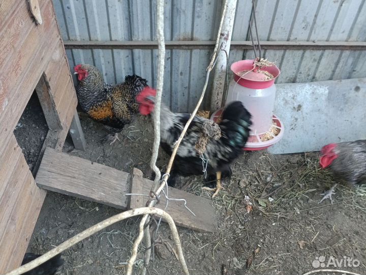 Петух пол года