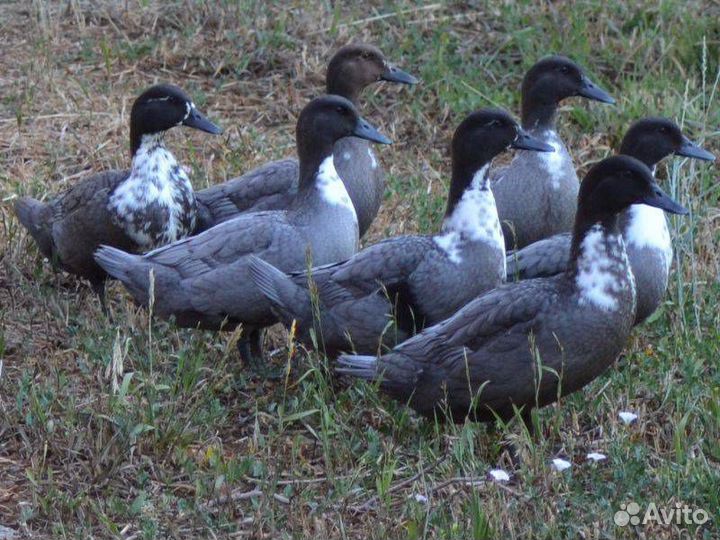 Лучшее инкубационное яйцо из Европы и России