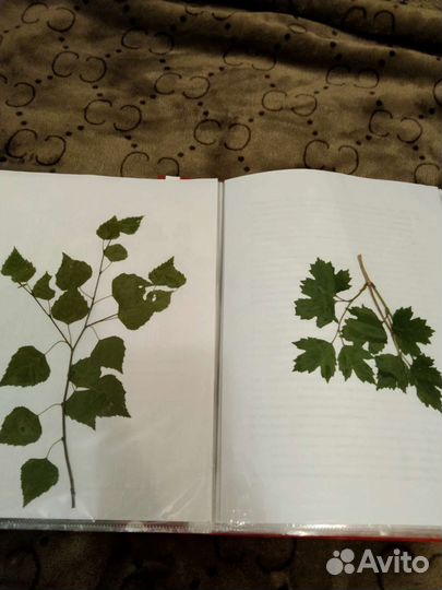 Гербарий в школу