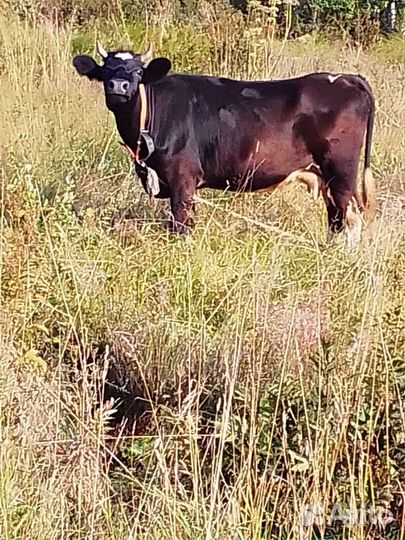 Первотёлка, телята