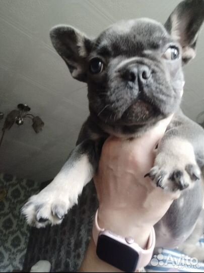 Щенки французского бульдога