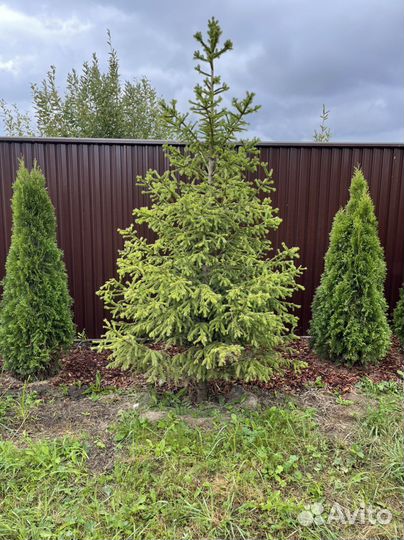 Туя смарагд