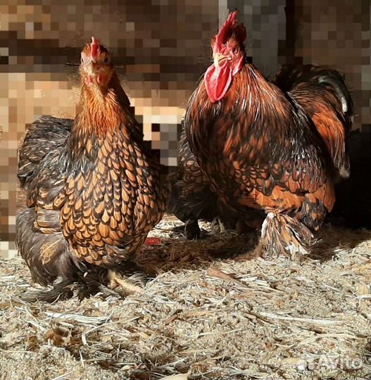 Карликовые Кохи Орловские Бентамка Сизли