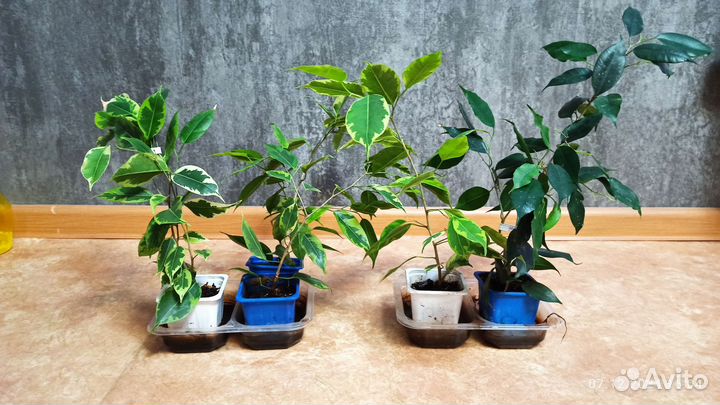 Фикус Бенджамина, фикус Бенджамина мраморный