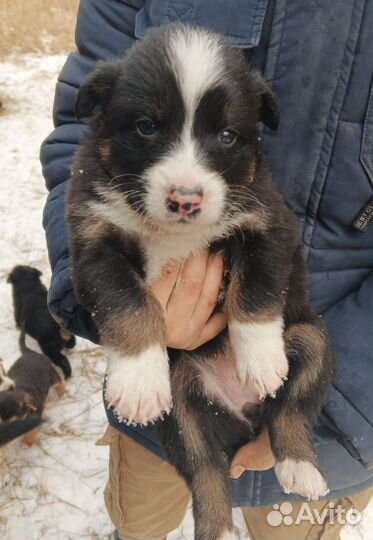 Щенки в добрые руки