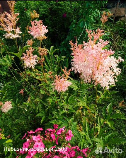 Многолетние цветы